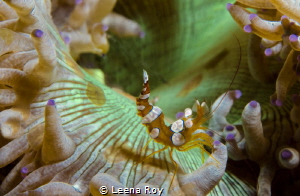Squat shrimp on anemone by Leena Roy 
